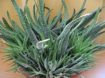 Gasteria Flerårig urt med grønne blade samlet i rosetter. Sorter: Armstrong Gastria med runde, hårde blade, acutifoliate Gastria plettet, vorte, lille. Høj