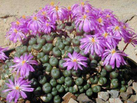 Conophytum Nízko rastúca rastlina pozostávajúca z akretových, zaoblených, hustých listov s farbou od zelenošedej po tmavohnedú. Znáša extrémne teploty, nízku vlhkosť a svetlé soli.