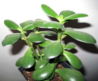 Crassula Krovinatá rastlina s malými, šťavnatými listami siahajúcou od jasne zelenej po červenohnedú. Ľahko udržiavateľná rastlina odolná voči vysokým a nízkym teplotám a suchému vzduchu. Letná tre