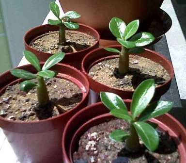 Adenium Má kmeň podobný stromu a veľa malých listov. Miluje teplo a vlhkosť. Postrekujte listy rastliny raz denne