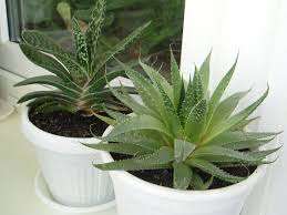 Aloe Tynde, skarpe, mørkegrønne blade vokser i en cirkel. Det kræver ikke særlig pleje. Planten er kort, i farven