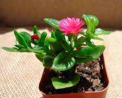 Aptenia Malá, niekedy popínavá rastlina s mäsitými zaoblenými listami a drobnými kvetmi. Vyžaduje obi