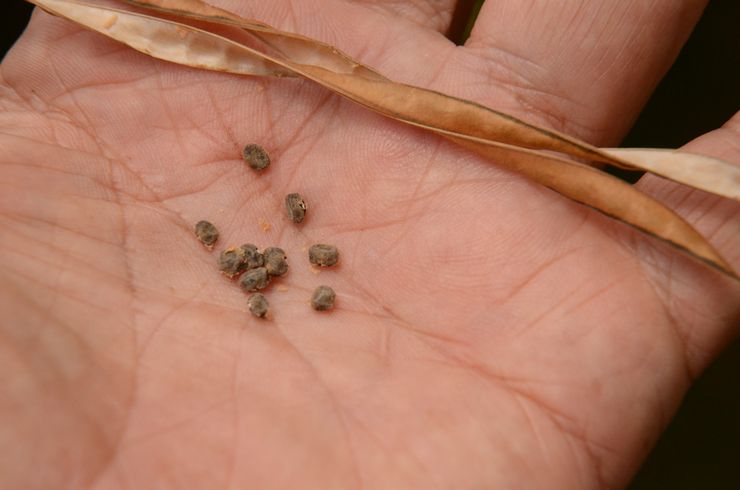 Avl cowpea caracalla