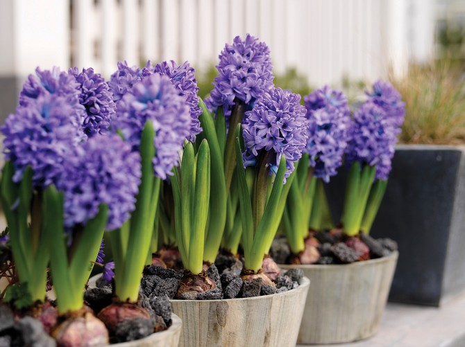 Hyacinty. Vynútenie hyacintov