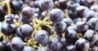 نبيذ محلي الصنع مصنوع من عنب إيزابيلا. الوصفات والفيديو