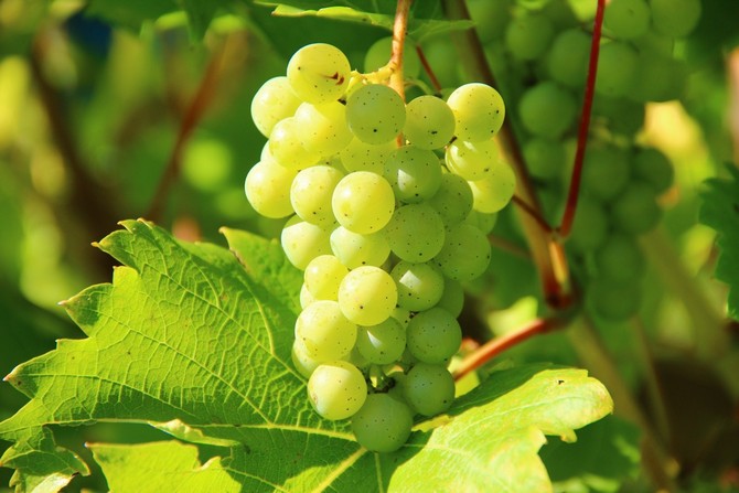 Hrozno Kesha - výsadba a pestovanie. Kesha Grape Care a Red Talisman. Opis odrody, vlastnosti. Foto