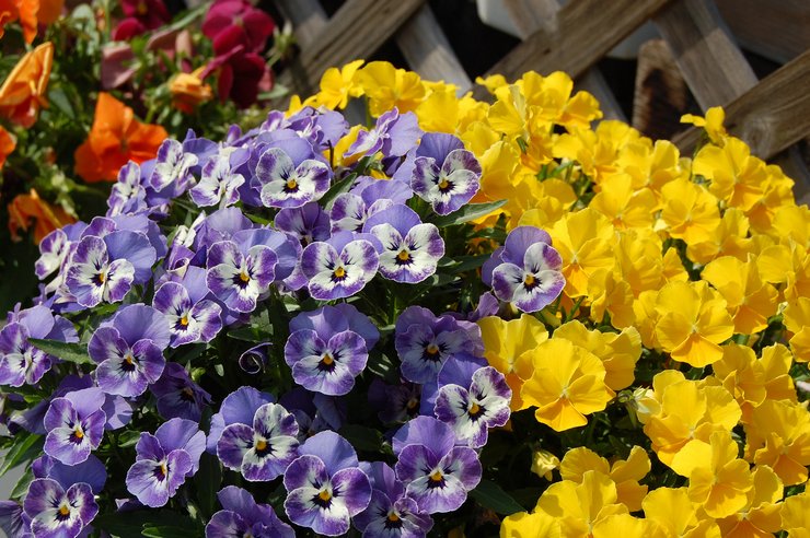 Karakteristika og beskrivelse af bratsjblomsten