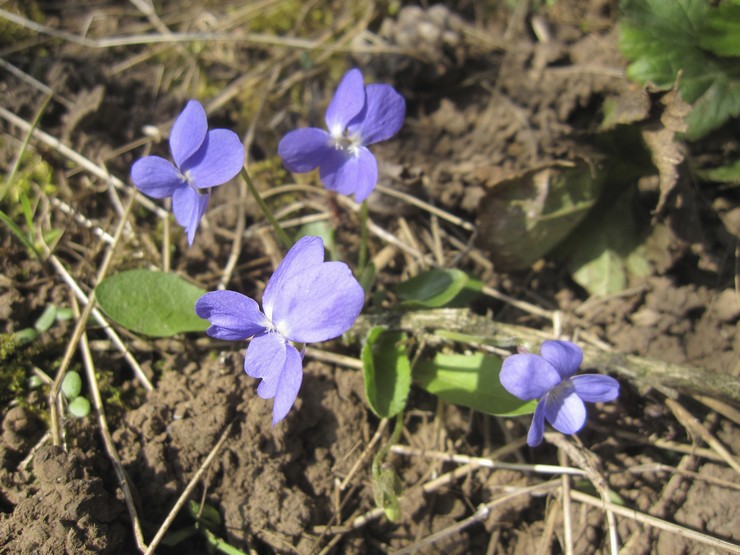 Plantning af bratsch i åbent terræn