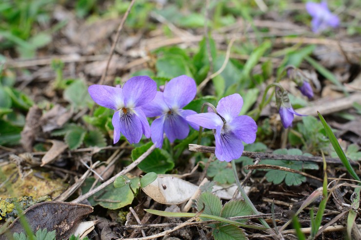 Viola efter blomstring