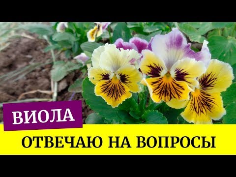 صعد Viola. أنا أجيب على الأسئلة. التربة للفيولا ، الإنبات الجيد (الزهريات) ��