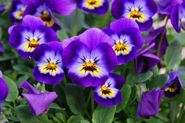 Viola blomster - plantning og pleje i det åbne felt. Voksende bratsj fra frø, formeringsmetoder. Beskrivelse, typer. Foto