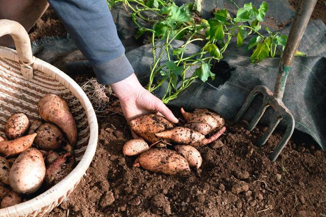 Pestovanie sladkých zemiakov v strednom pruhu: klíčiace hľuzy