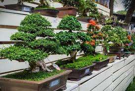 De anvendte træsorter vil også påvirke det resulterende bonsai -træs generelle udseende. For eksempel vil en nåletræ glæde øjet året rundt, da det ikke har blade at falde af. Bons