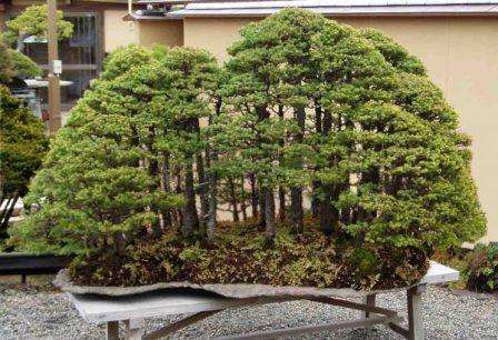 Udover selve træet kan der være små huse og figurer i krukken, og jorden er ofte dækket med små sten eller grønt mos. Et bonsai -træ kan bruges til at skabe en hel sammensætning, der efterligner naturen.