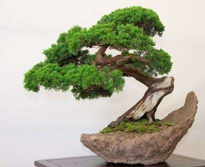 Pestovanie bonsai zo semien doma. Foto a video