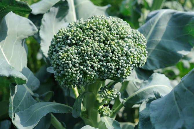 I udseende ligner broccoli blomkål, kun af en grågrøn nuance