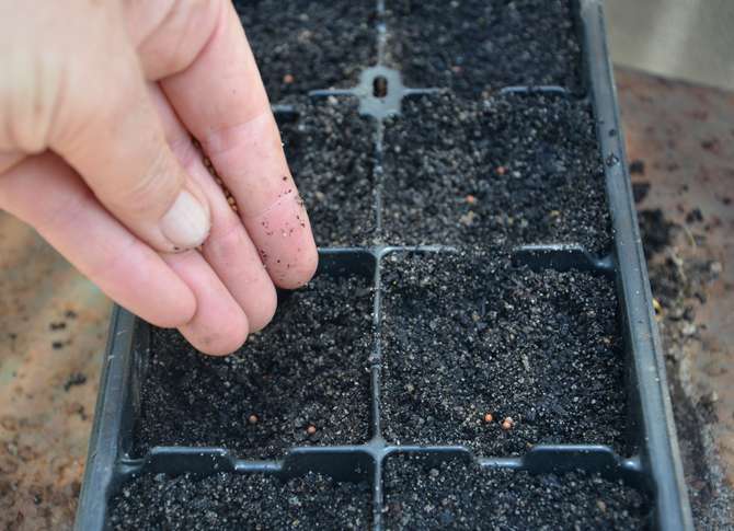 Dyrkning af broccoliplanter og plantning i åbent terræn