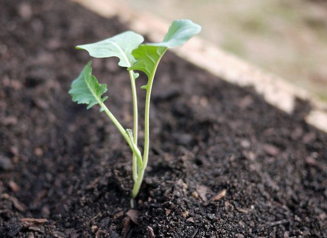 Når unge planter frigiver de femte og sjette sande blade, kan broccoli overføres til åben jord.