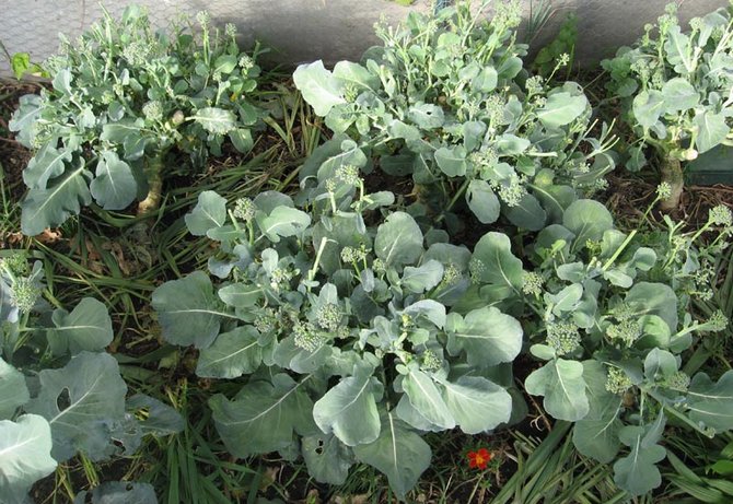 Vanding, pleje og fodring af broccolikål