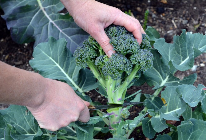 Høst og opbevaring af broccoli