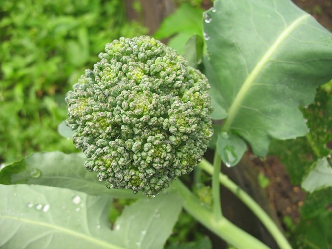 Dyrkning af broccoli: regler og landbrugsteknikker