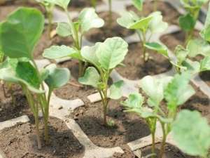 Πριν φυτέψετε σπόρους σε ανοιχτό έδαφος, πρέπει να βεβαιωθείτε ότι το επιλεγμένο μέρος είναι κατάλληλο για το λάχανο σας. Αυτό το φυτό αγαπά τον ήλιο, οπότε είναι καλύτερο να επιλέξετε το πιο φωτεινό σημείο για το μπρόκολο σας.