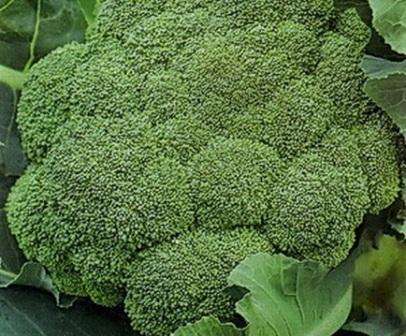 Blandt skadedyrene i broccoli er larver mest almindelige, som kan plukkes i hånden eller forgiftes. Beskyttelse af kål er let: fjern ukrudt grundigt og undgå at plante korsblomstrende planter i nærheden.