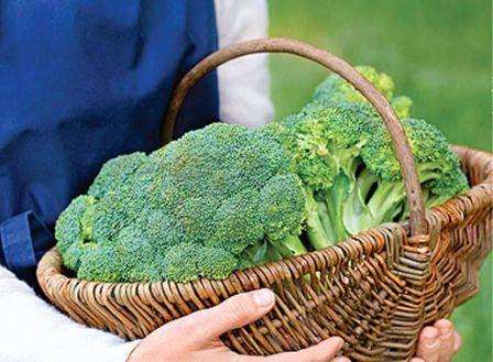 Broccolikål: plantning og pleje på det åbne felt