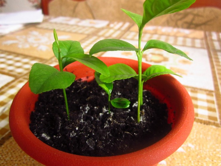 For rodning skal du tage apikale stiklinger og plante dem i vådt flodsand