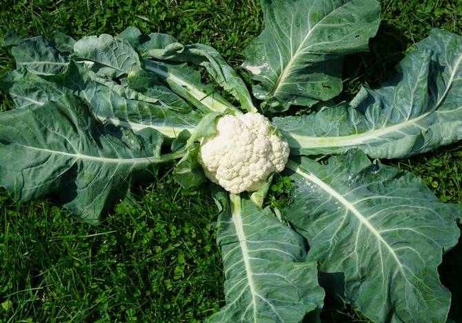 Pestovanie karfiolu: základná poľnohospodárska technológia