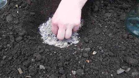 Rašelina, humus a piliny sa zavádzajú do ílovitej pôdy a hlinité pôdy, rašeliny, piliny a humus sa zavádzajú do piesočnatej pôdy.
