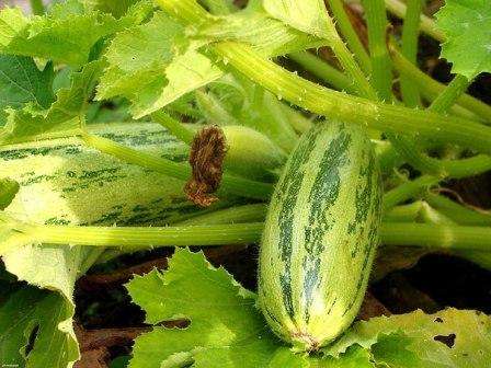 Sådan dyrkes zucchini udendørs. Video