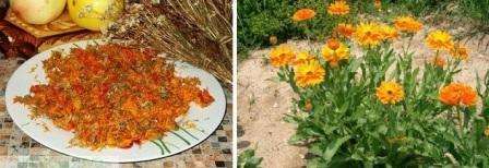 I udseende ligner calendula en kamille, men den kendetegnes ved en lys orange eller gul farve. Denne blomst er årlig, så hvis du ikke høster frøene i tide, vil de blive spredt over hele stedet. Det næste år vil blomster spire kaotisk i hele haven.