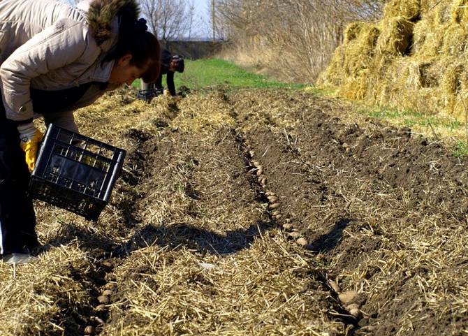 Poľnohospodárska technológia na pestovanie zemiakov pod slamou