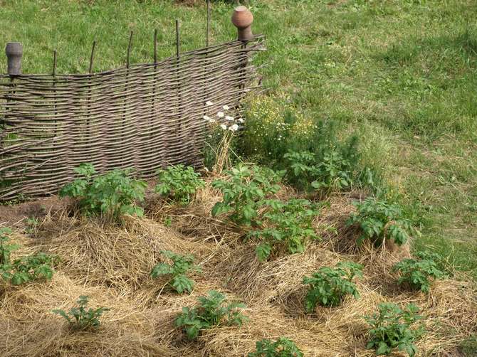 Fan mulching