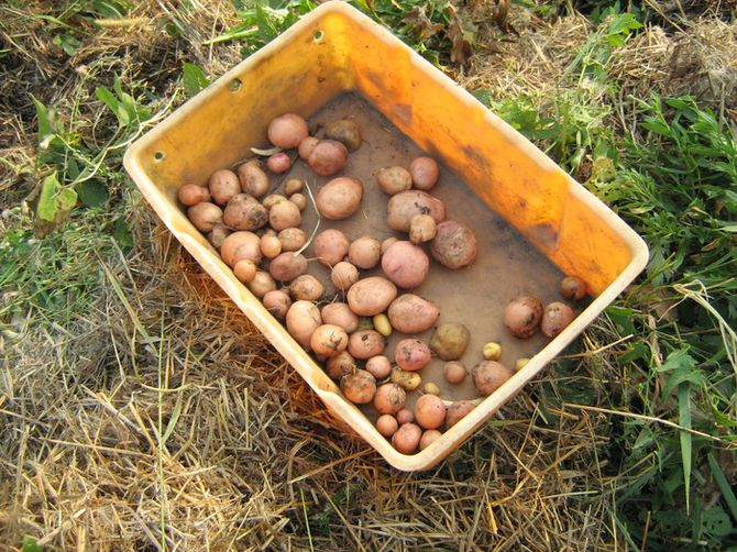 Pestovanie zemiakov pod slamou alebo kompostom
