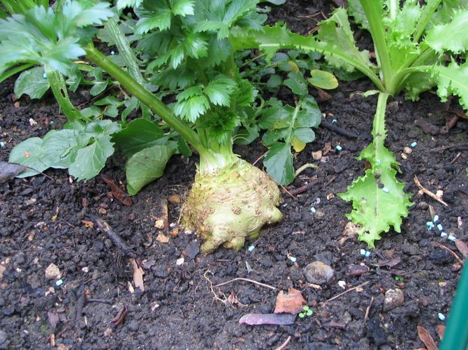 At løsne jorden er en af ​​de enkleste måder at give planten den nødvendige luft.