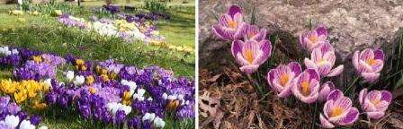 Når du planter krokus i åbent terræn, skal du tage hensyn til særegenhederne i din region. I en hård vinter kan løgene dø, så det er bedst at grave dem op og holde dem ved stuetemperatur om vinteren.