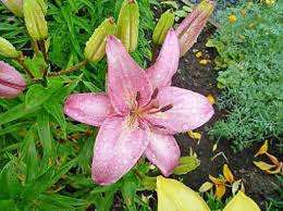 Lily er en lysende blomst, der skal finde et godt oplyst og beskyttet sted. Hvis der er et sådant sted på stedet, kan du begynde arbejdet med at forberede jorden. På dette stadium er det nødvendigt at løsne jorden og fjerne alt organisk snavs fra vegetationen. Et andet vigtigt punkt er ot