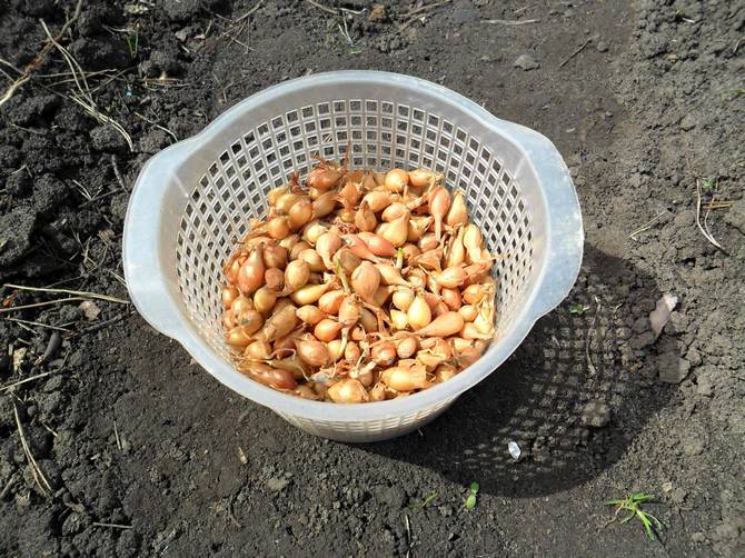 حصاد وتخزين مجموعات البصل