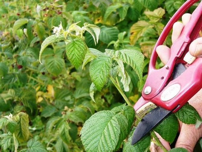 Ensimmäinen karsiminen auttaa muodostamaan pensaan muodon oikein, edistää sivuvarojen kasvua