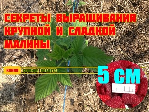 Kuinka kasvattaa suuria ja makeita vadelmia