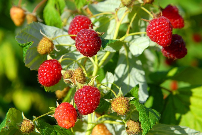 Pestovanie malín: výsadba, starostlivosť, kŕmenie