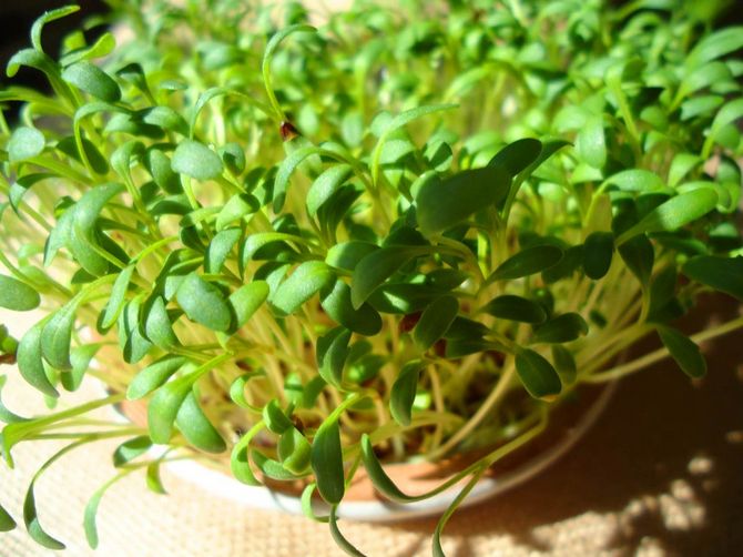 Τι λαχανικά και χόρτα μπορούν να φυτευτούν σε ένα θερμοκήπιο νωρίς την άνοιξη