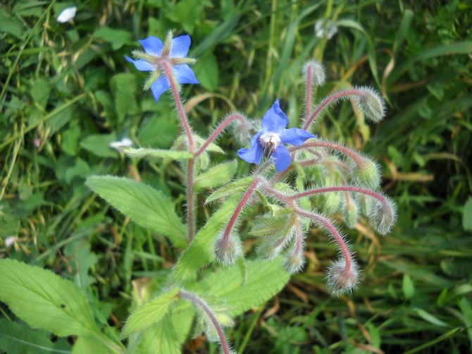 Το βότανο Borage μπορεί να χρησιμοποιηθεί ως ένα από τα συστατικά των σαλατών λαχανικών με βιταμίνες.