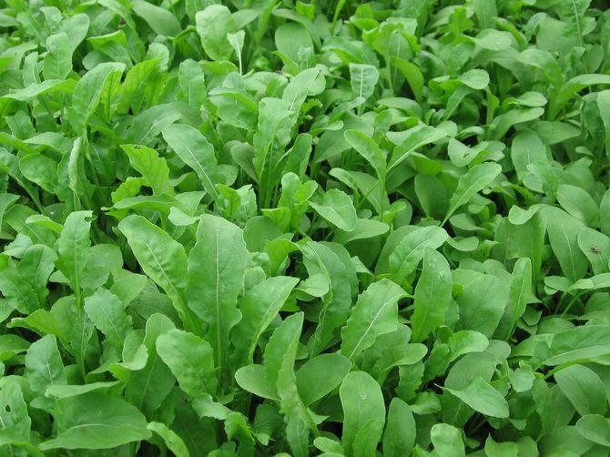 Pikantná rukola, člen rodiny krížovcov, patrí k zelenine s vysokým obsahom jódu, živín a vitamínov.