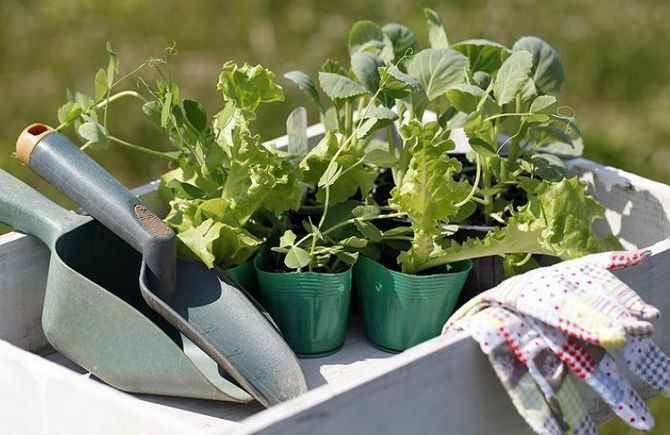 Takket være hærdningen vil frøplanterne have et kraftfuldt rodsystem, frøplanterne vil lettere slå rod, når de plantes i jorden