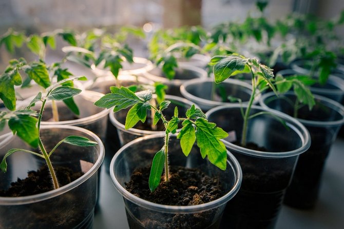 Optimálne teplotné podmienky na pestovanie a zber sadeníc paradajok