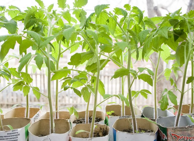 Gødning og fodring af tomatplanter