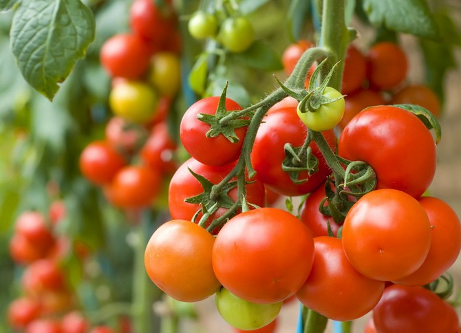 Voksende tomatplanter (tomater): såtid og optimale temperaturforhold